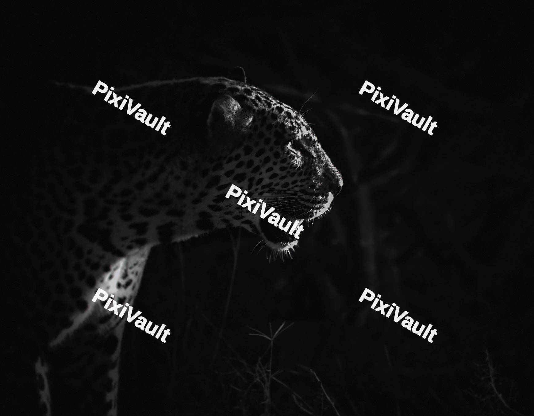 Silhouette of a leopard